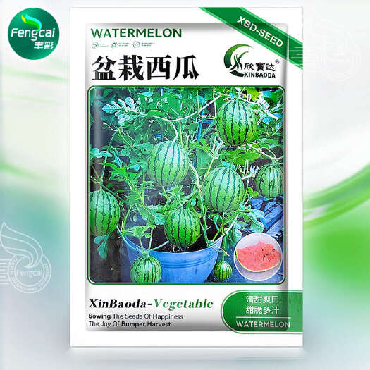 绵阳盆栽西瓜种子 杂交种 清甜爽口 甜脆多汁 单果重3-4斤