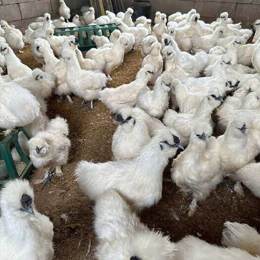 杭州农家散养成年泰和乌鸡一斤重乌鸡苗黑乌骨鸡苗