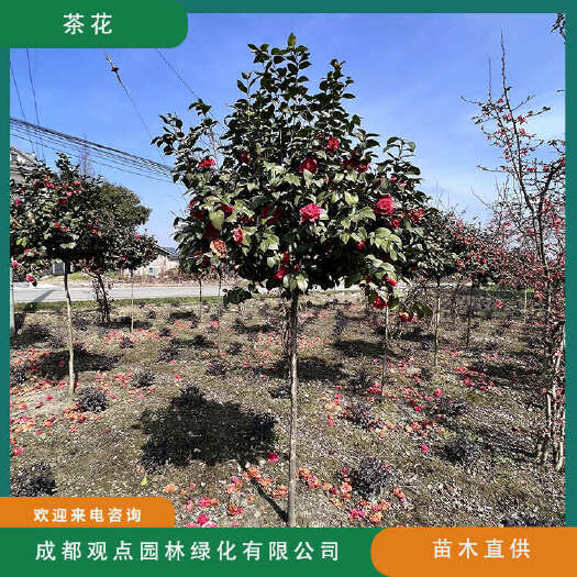崇州市独杆茶花树基地直发观点园林直供茶花树规格齐全