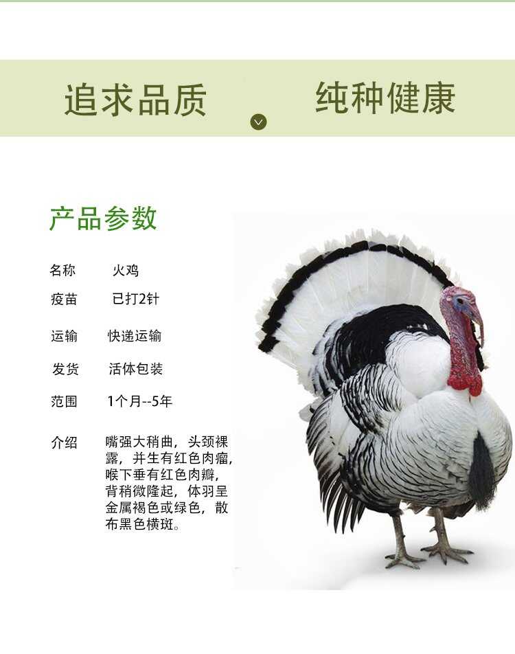 脱温白凤乌鸡鸡苗孵化场供应 好养易活品种优良 乌骨鸡种苗