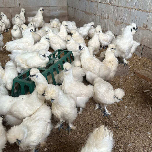 杭州脱温白凤乌鸡鸡苗孵化场供应 好养易活品种优良 乌骨鸡种苗