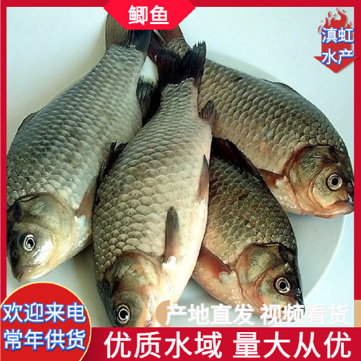 宜良县水库鲫鱼 长年供应各种规格的水库鱼 基地山泉流水养殖 批发
