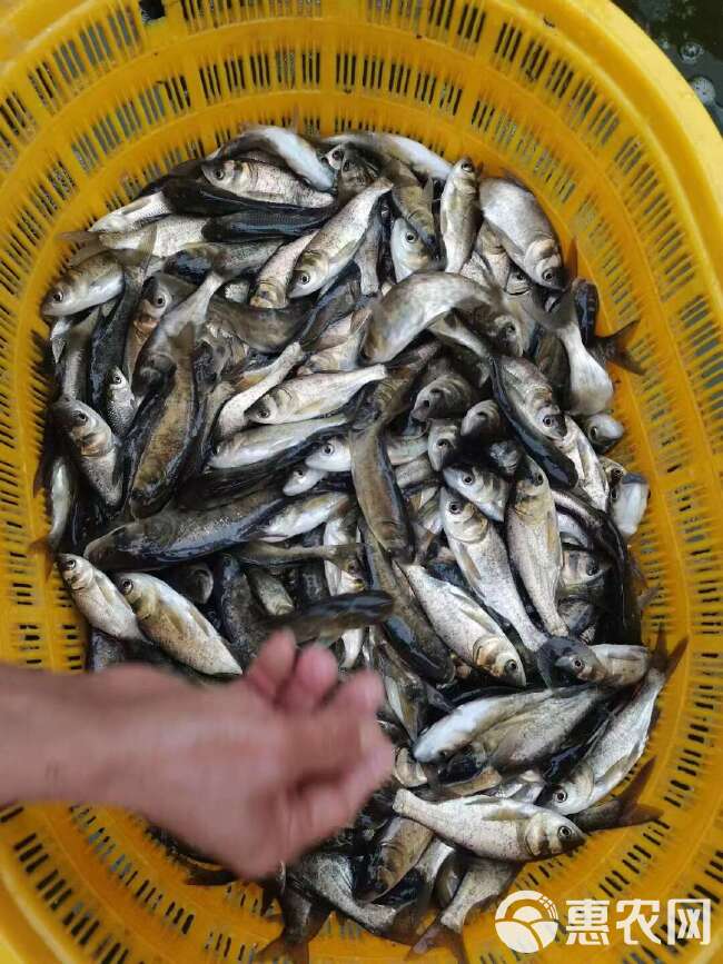 水库花鲢鱼 长年供应各种规格的水库鱼 基地山泉流水养殖 批发