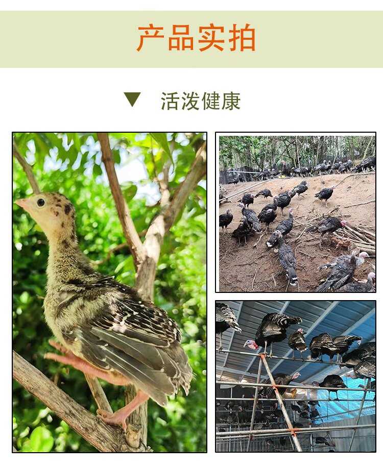 脱温白凤乌鸡鸡苗孵化场供应 好养易活品种优良 乌骨鸡种苗