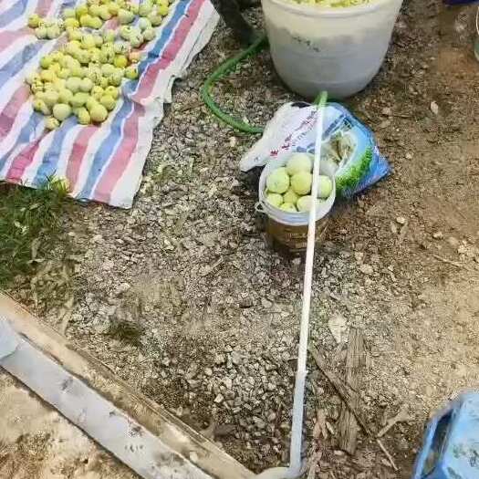 博白县产地香瓜