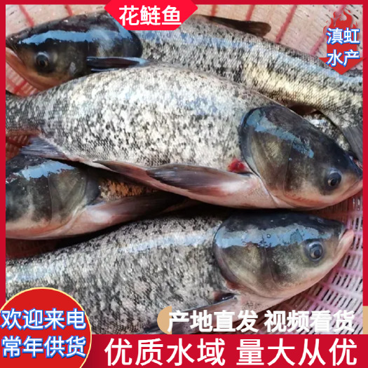 宜良县水库花鲢鱼 长年供应各种规格的水库鱼 基地山泉流水养殖 批发