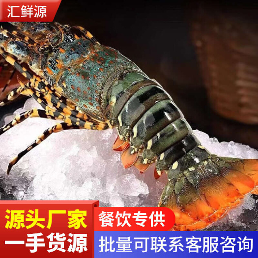深圳澳洲大花龙虾活冻花龙源头厂家直供