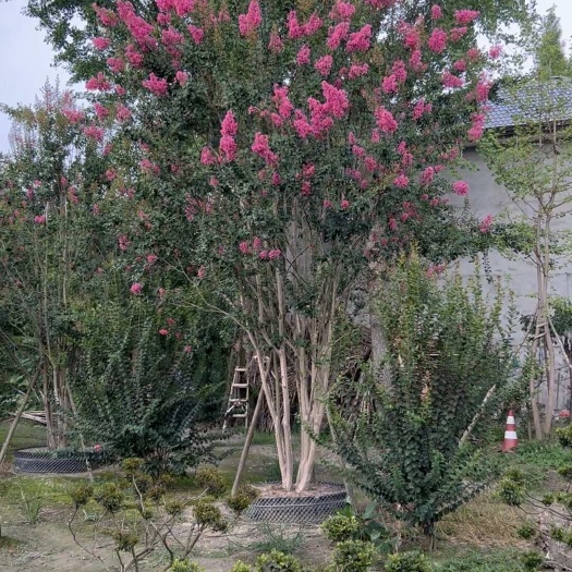成都8米高度(控根器)丛生紫薇