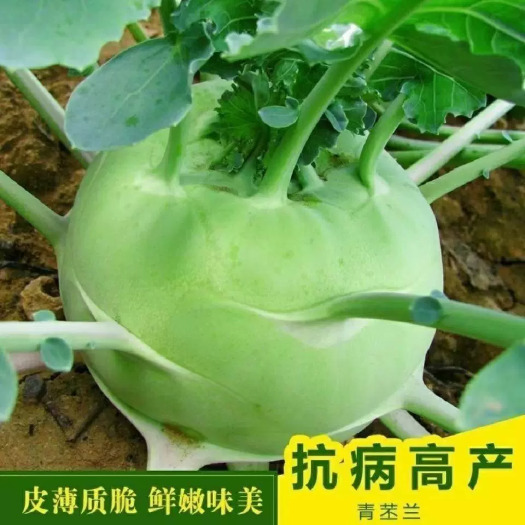 通海县四季水果苤兰种子农科院蔬菜良种翠玉青苤蓝菜球有机丕兰蔬菜种子