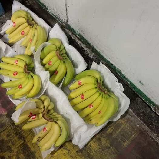 重庆市口感软糯香甜颜色金黄不受寒黄金蕉无花皮无黑心无硬心