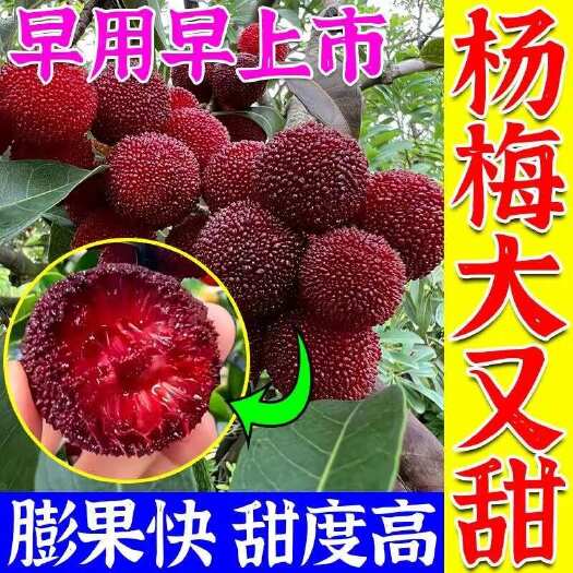 栾川县杨梅膨大剂膨果防裂增甜膨大素杨梅专用增甜降酸补糖去涩提前上市