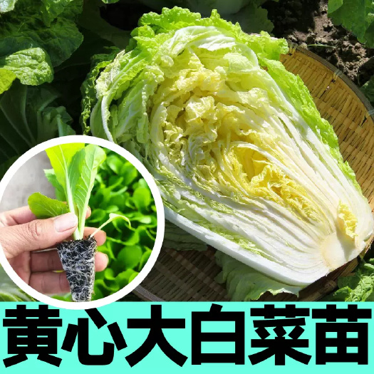 通海县黄心大白菜苗秧蔬菜一年四季青菜种子田地高产穴盘苗根系发达