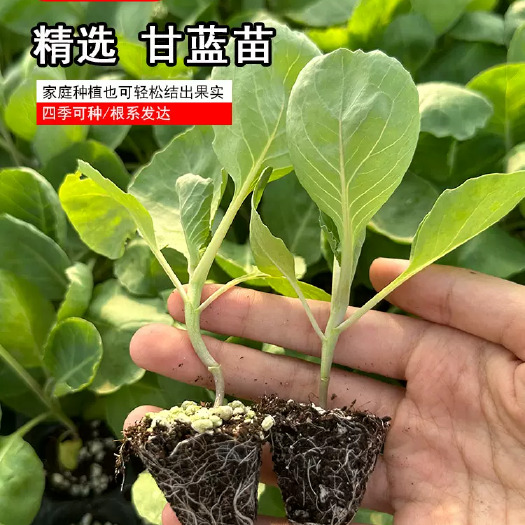 通海县奥奇丽平包，铁头圆包个头大产量高品质卖相好软绿水果甘蓝苗种子
