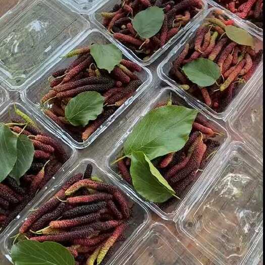  桑葚