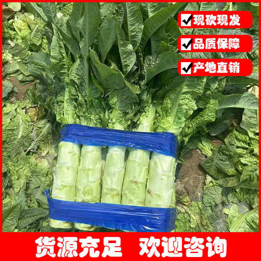 【河南新鲜莴笋】尖叶莴苣，大量有货，品质保证，欢迎订购