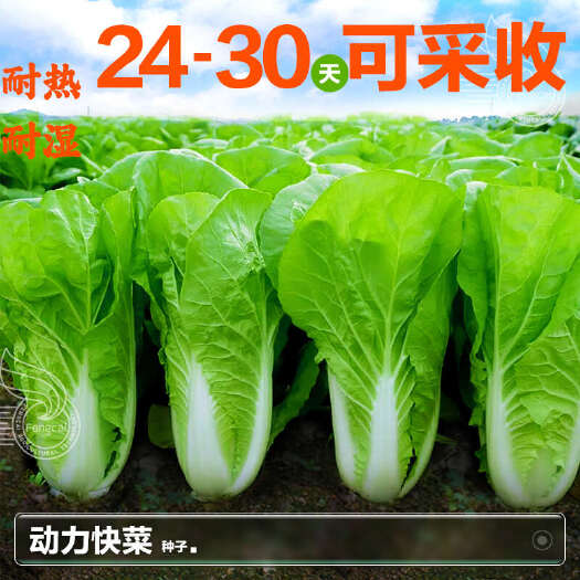 绵阳动力快菜种子 不接球白菜杂交一代种  生长速度快 耐热耐湿