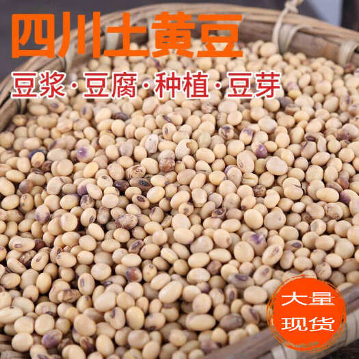 自贡四川高蛋白土黄豆做豆腐豆浆发豆芽非转基因大豆