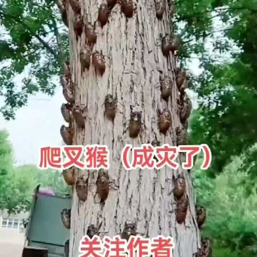 鱼台县金蝉幼苗，金蝉种子，优良品种，包技术指导。