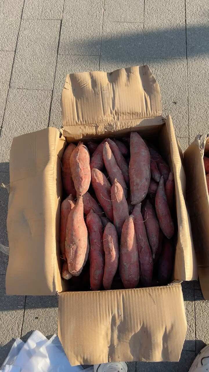 西瓜红蜜薯