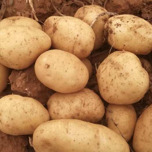 优质黄皮土豆 沃土 各类规格各类品质大量供应