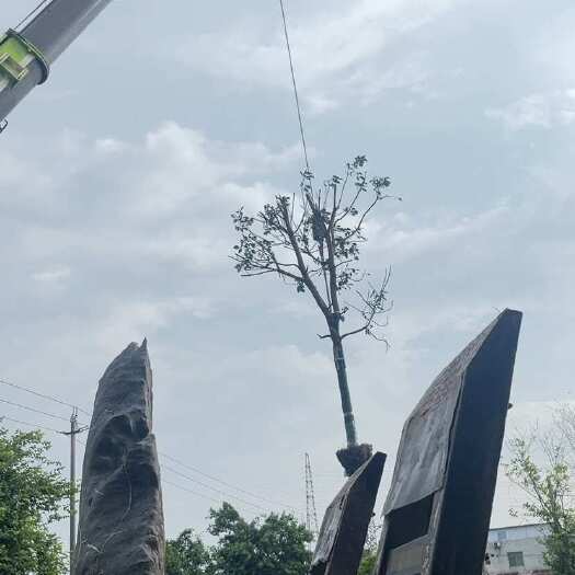 英德市秋枫11-25公分大量供应 一手渠道