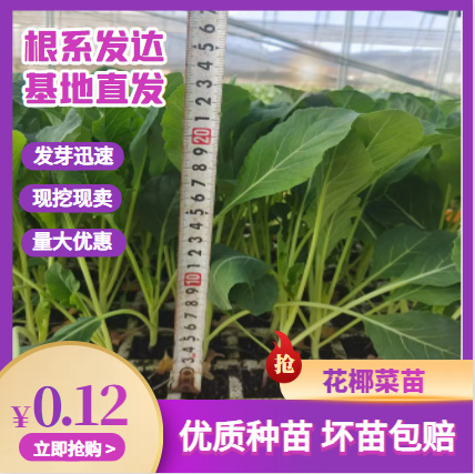 花椰菜苗西兰花苗白花苗松花苗