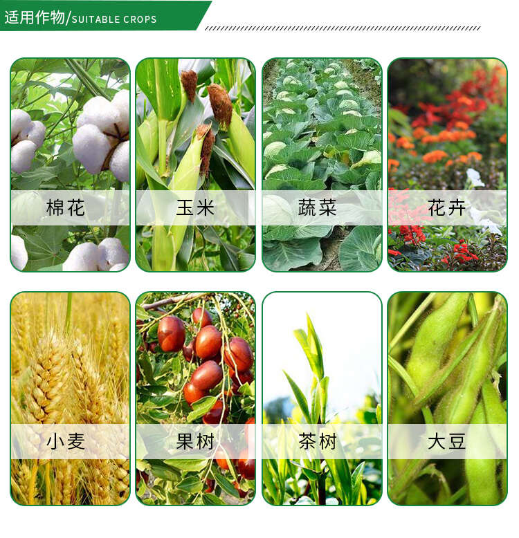 20%吡虫啉蚜虫稻飞虱腻虫蓟马叶蝉花卉蔬菜果树茶叶农药杀虫剂