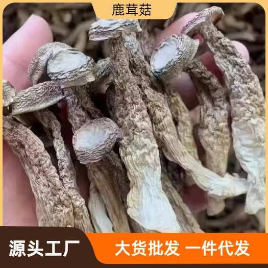昆明鹿茸菇，去根鹿茸菌，厂家直销，量大从优，一手货源