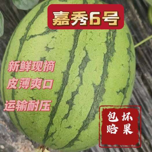 武汉湖北早春红玉  嘉秀6号   佳秀  全国代发