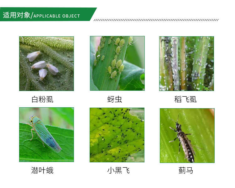 20%吡虫啉蚜虫稻飞虱腻虫蓟马叶蝉花卉蔬菜果树茶叶农药杀虫剂