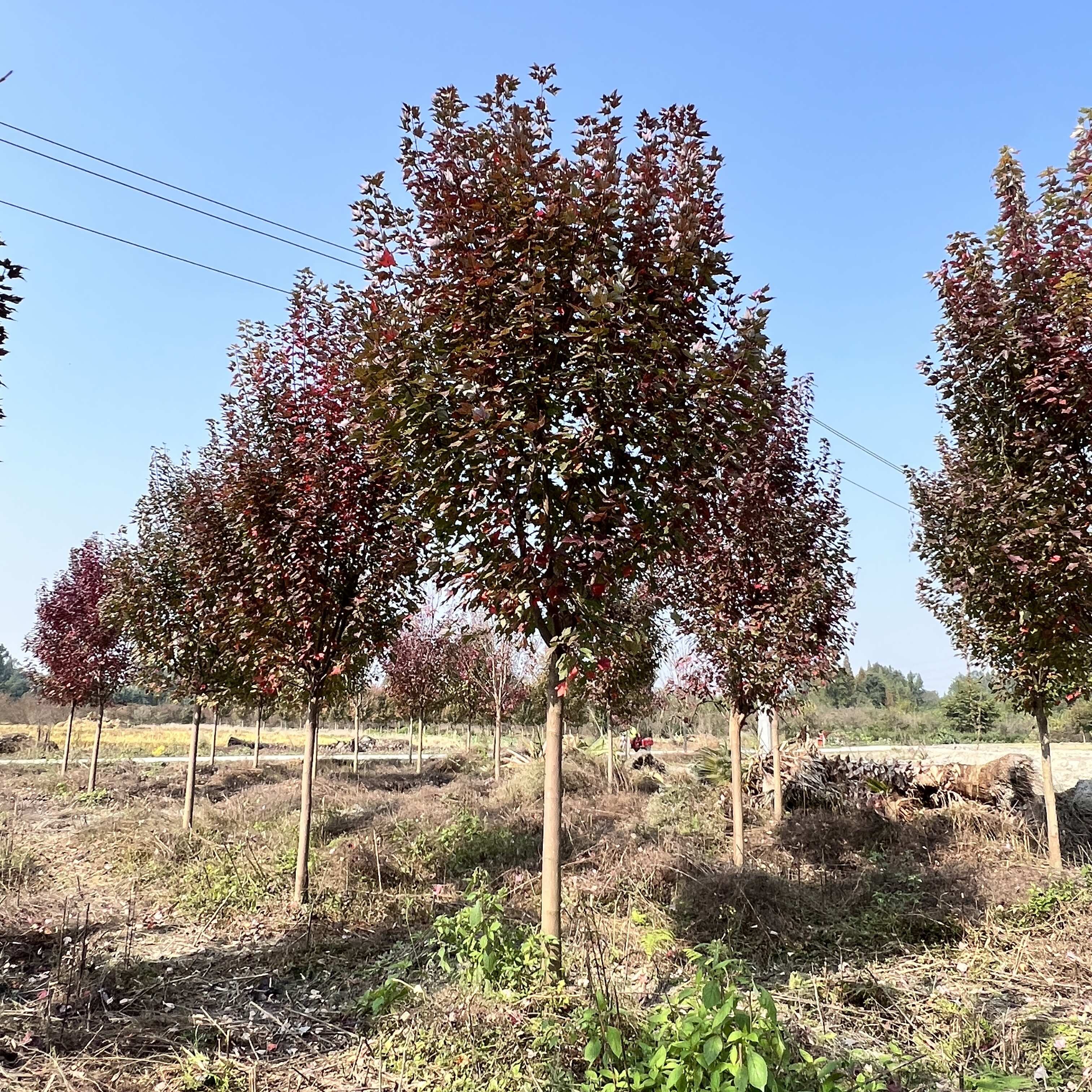 美国红枫基地直发观点园林直供红枫树规格齐全