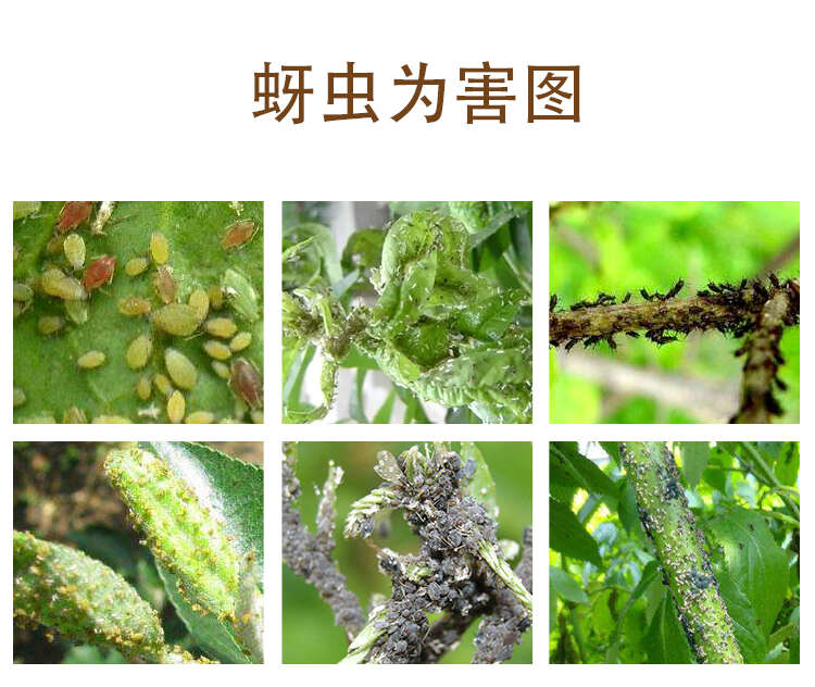 20%吡虫啉蚜虫稻飞虱腻虫蓟马叶蝉花卉蔬菜果树茶叶农药杀虫剂