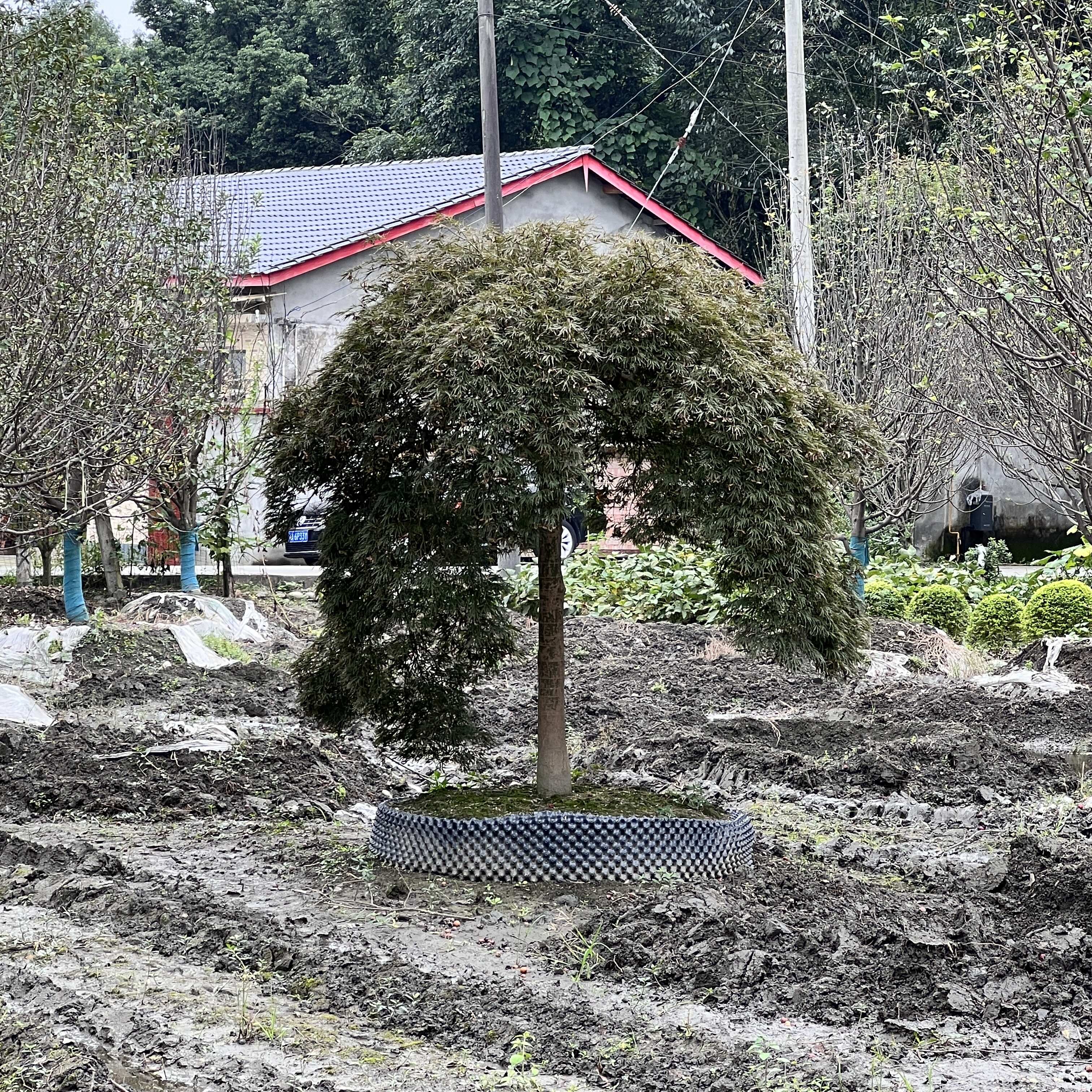 羽毛槭基地直发观点园林直供羽毛枫规格造型齐全