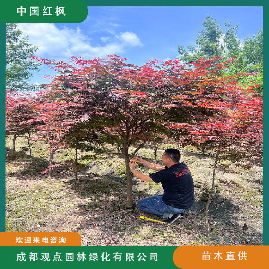 崇州市红枫基地直发观点园林直供中国红枫树苗规格齐全