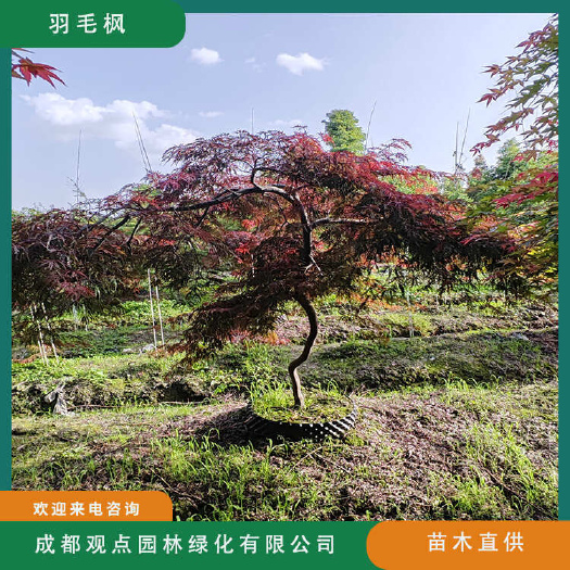 崇州市羽毛槭基地直发观点园林直供羽毛枫规格造型齐全