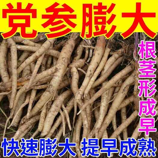 栾川县强效增产】党参专用膨大素党参增产拉长增粗防防畸形中草药膨大素