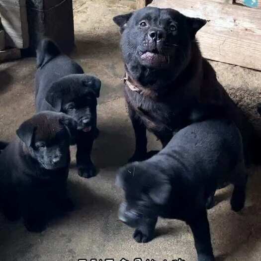 南安市狗