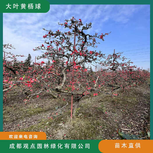 贴梗海棠基地直发观点园林直供贴梗海棠弯弯造型树规格造型齐全