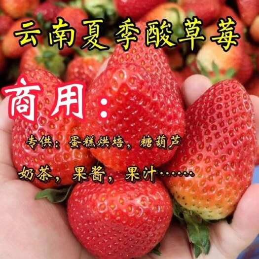 双流草莓云南夏季草莓烘培草莓蛋糕奶茶糖葫芦商用草莓