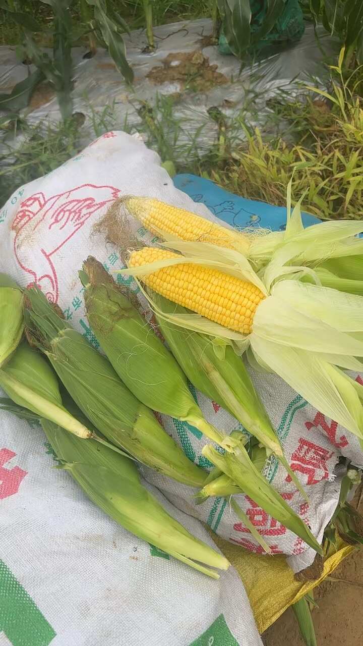 太阳花生社大量现货，有需要的可以长期合作