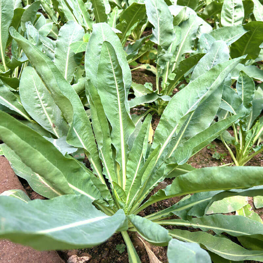 大青叶板蓝根种子种苗中药子种种植苗秧中草药秧苗根种根苗