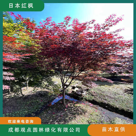 崇州市红枫基地直发观点园林日本红枫规格齐全