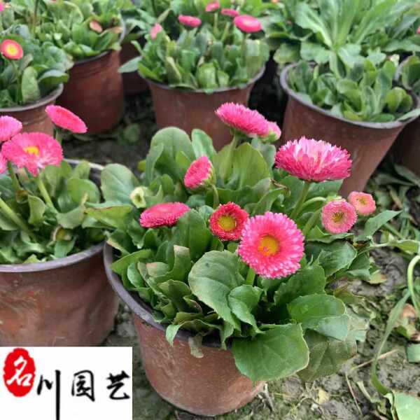 批发双色杯雏菊 耐寒草花 成都时令草花批发 花坛花海点缀