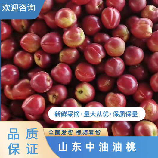 蒙阴县山东中油油桃黄肉油桃新鲜水果产地直发，整箱 批发 实力供货
