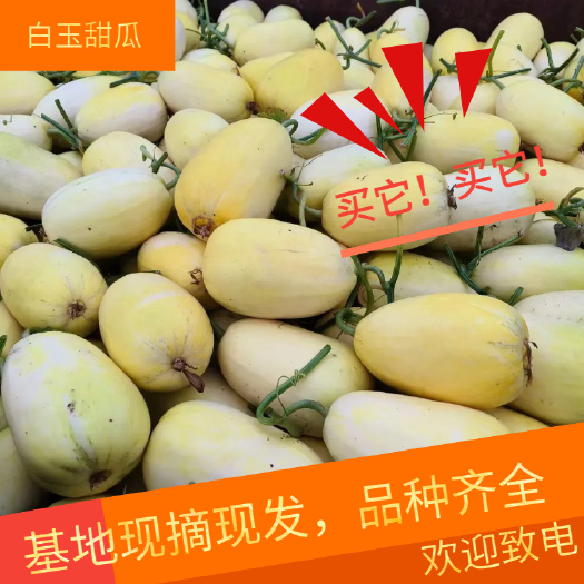 费县白玉甜瓜  甜瓜 星甜24陕甜一号. 基地现摘现发 品种齐全