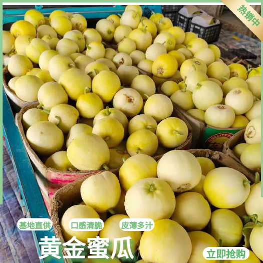 黄金蜜瓜  甜瓜 精品星甜20 口感清脆 皮薄多汁 万亩甜瓜