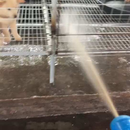  狗