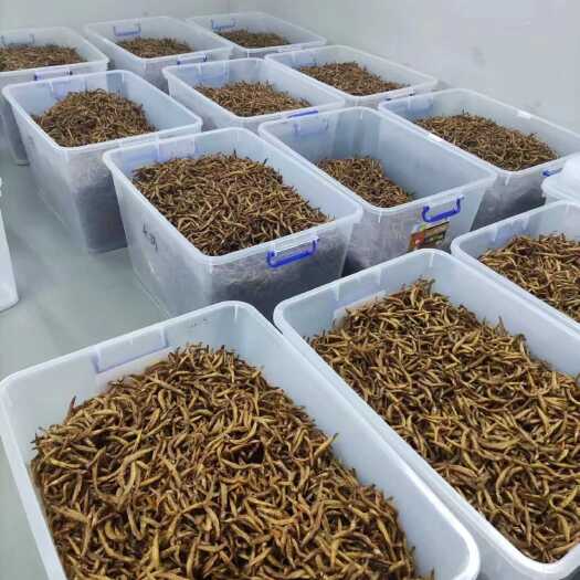 河源包装即食泥鳅干