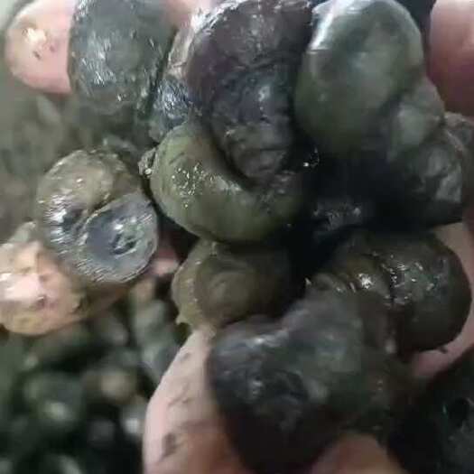监利市精品石螺         各种规格都有货
