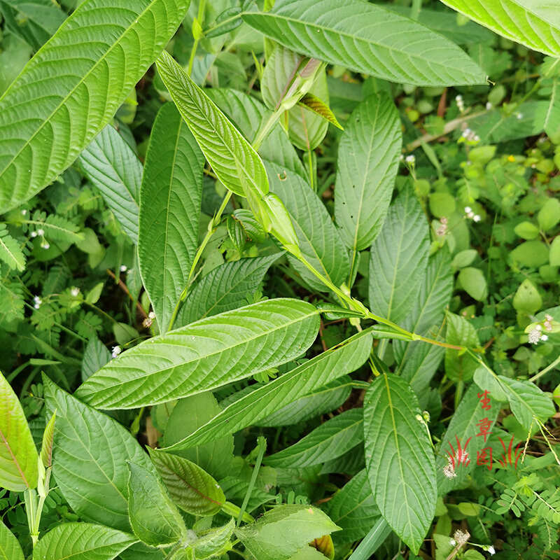 葫芦茶  田刀柄 咸鱼草 狗舌犁葫芦叶根中药材中草药